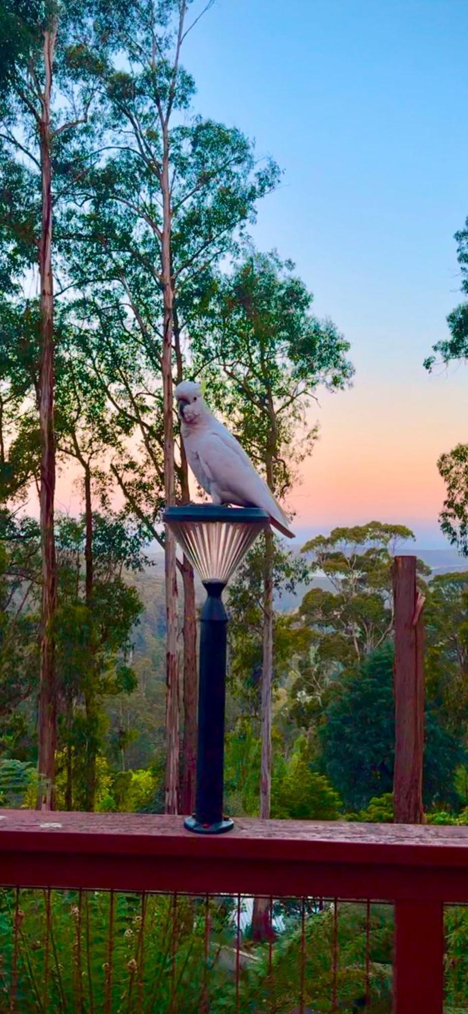 Melbourne Topview Villa In Dandenong Ranges Near Skyhigh Kalorama Eksteriør bilde