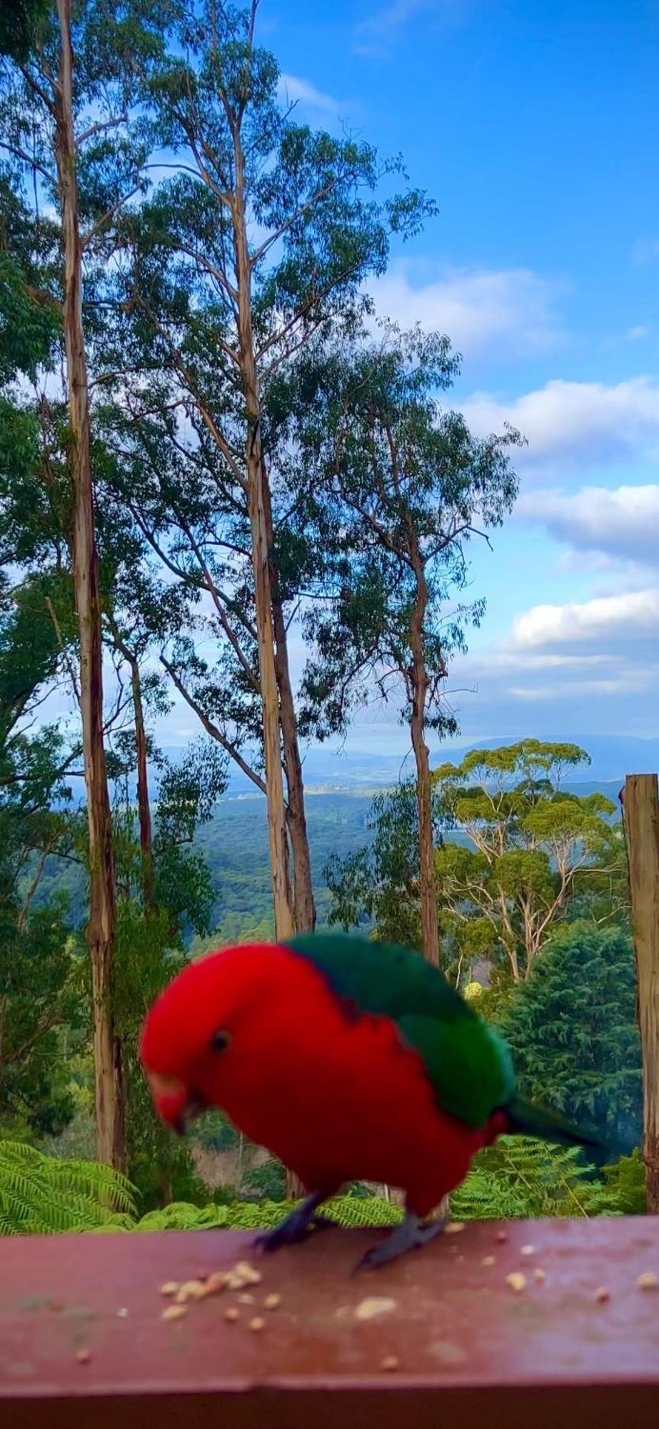 Melbourne Topview Villa In Dandenong Ranges Near Skyhigh Kalorama Eksteriør bilde
